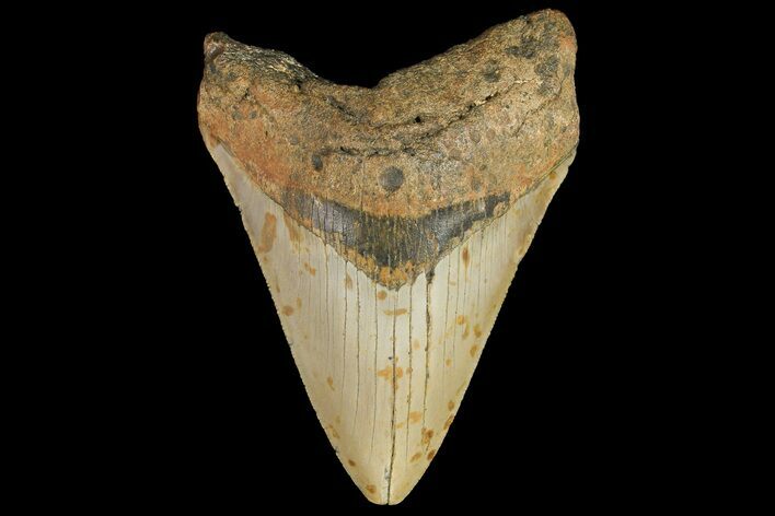 Fossil Megalodon Tooth - North Carolina #109799